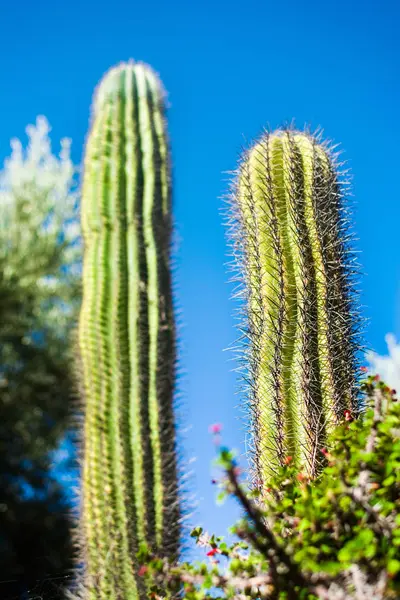 Groene Cactus Blauwe Hemel Landschap — Stockfoto