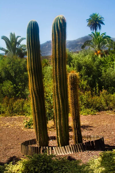 Landelijke Vakanties Midden Natuur — Stockfoto