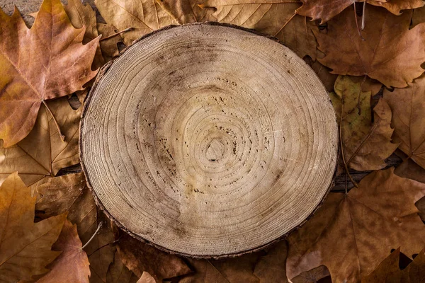 Hojas Otoño Tronco Árbol Sobre Fondo Madera Copiar Espacio —  Fotos de Stock