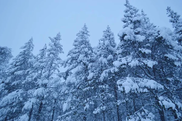 treesin kış orman karda.