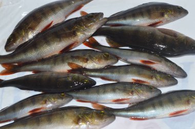 açık renkli göl levrek.