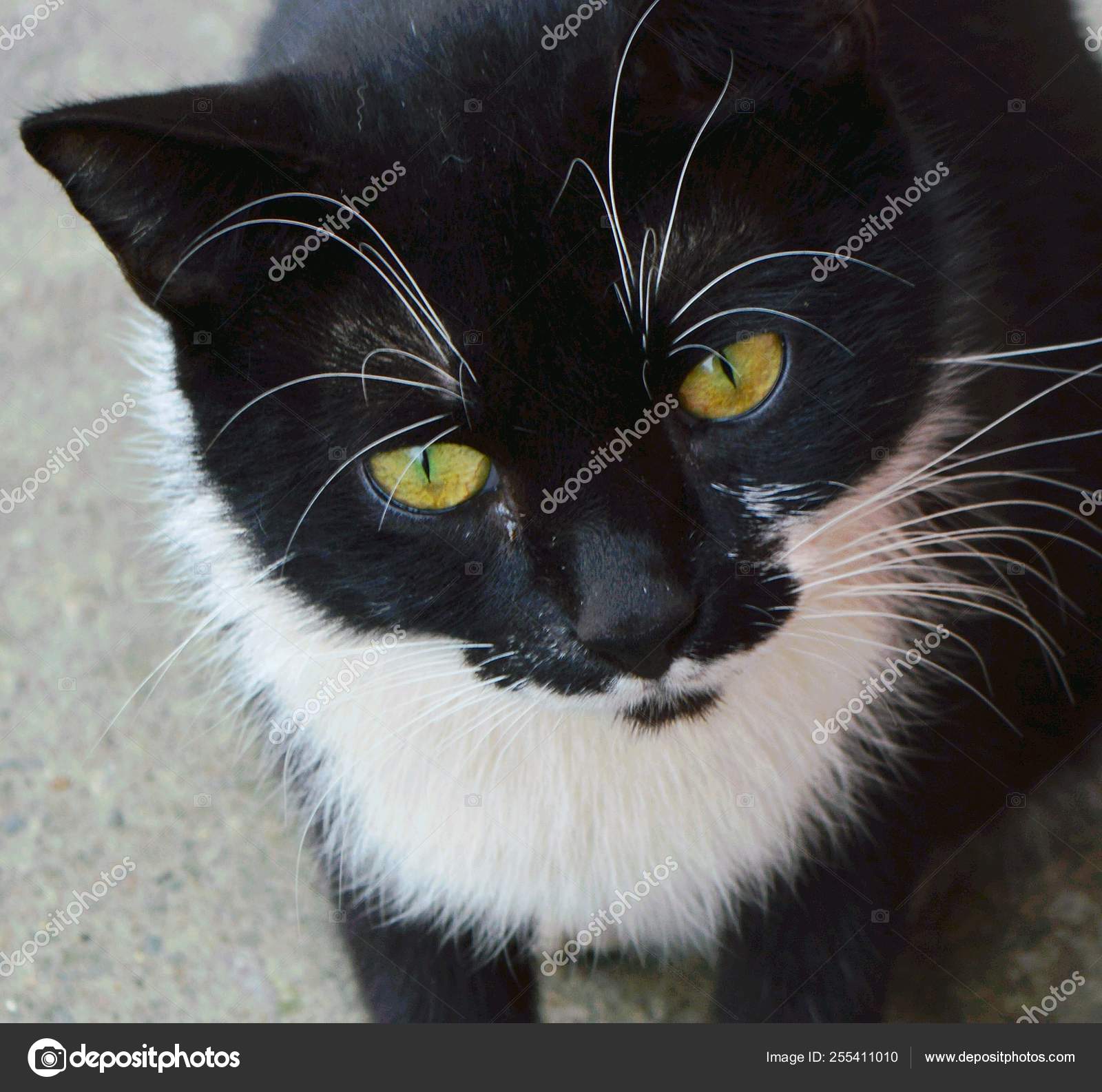 Black Cat White Mustache Stock Photo C Nikpul1 255411010,Anniversary Ideas