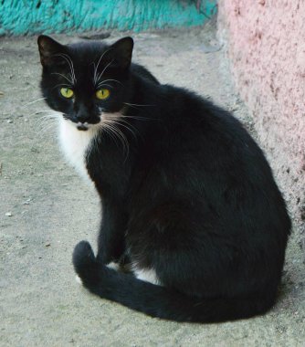 beyaz bıyık ile siyah kedi.