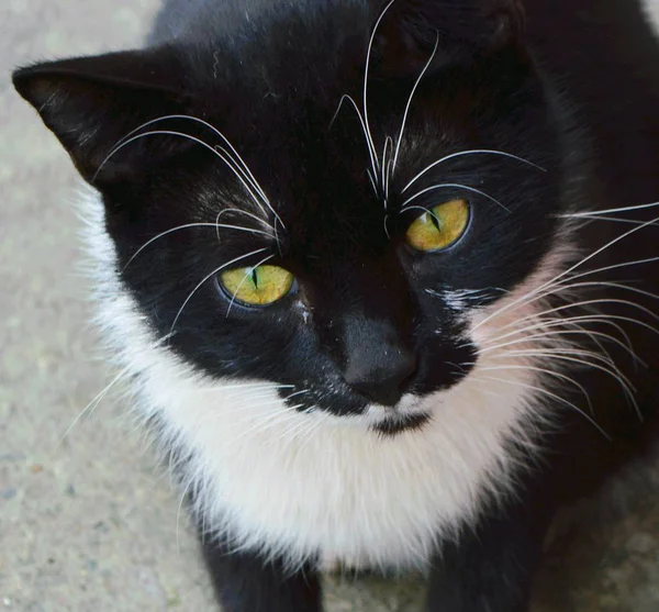 beyaz bıyık ile siyah kedi.