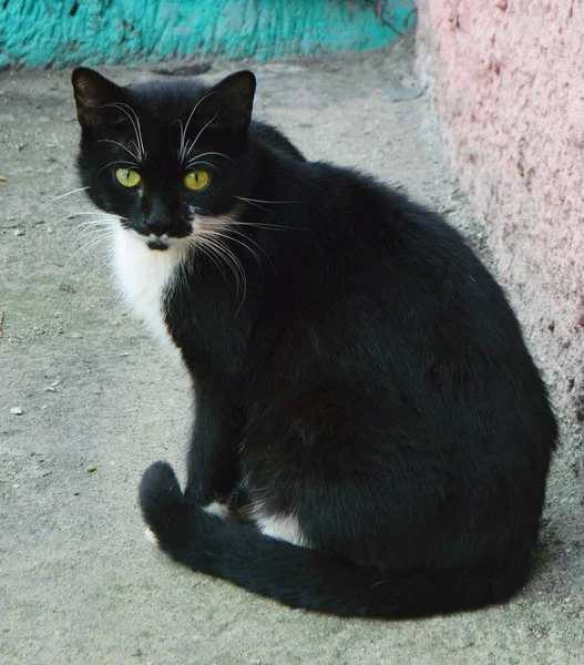 beyaz bıyık ile siyah kedi.