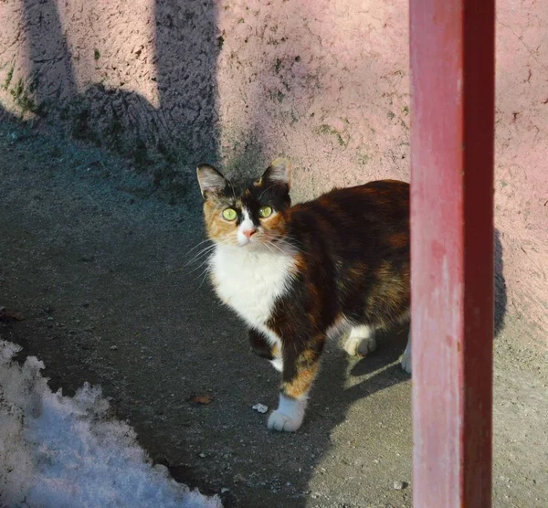 zencefil gri sokak kedi.