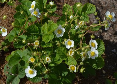 Bahçedeki kır evinde çiçekli böğürtlen