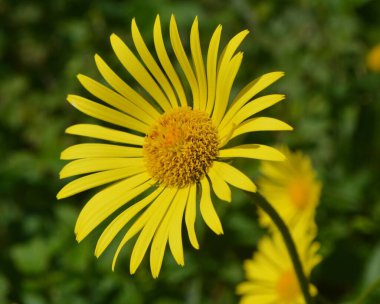 Bahçedeki kır evinde sarı çiçek