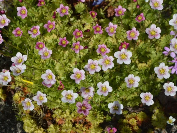 Blommor Trädgården Vid Stugknuten Sommaren — Stockfoto