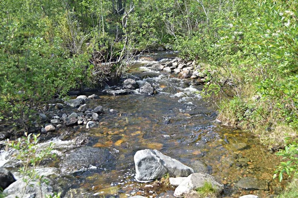 Yaz günü orman deresi