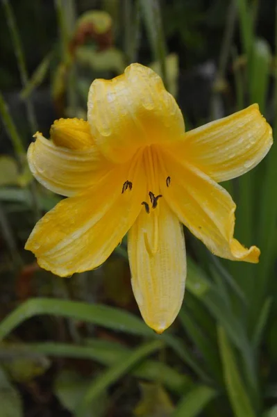 Bahçedeki sarı çiçek