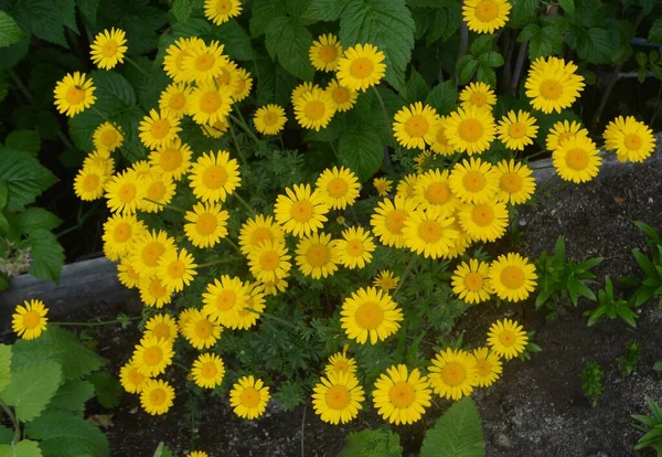 Fleurs Jaunes Dans Jardin Chalet — Photo