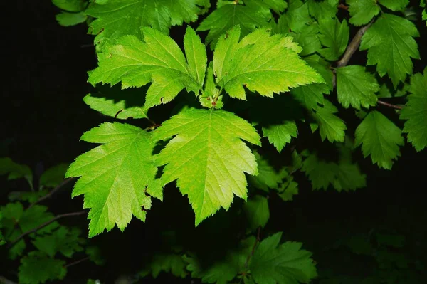 Grüne Blätter Auf Der Dunklen Hintergrundpflanze — Stockfoto