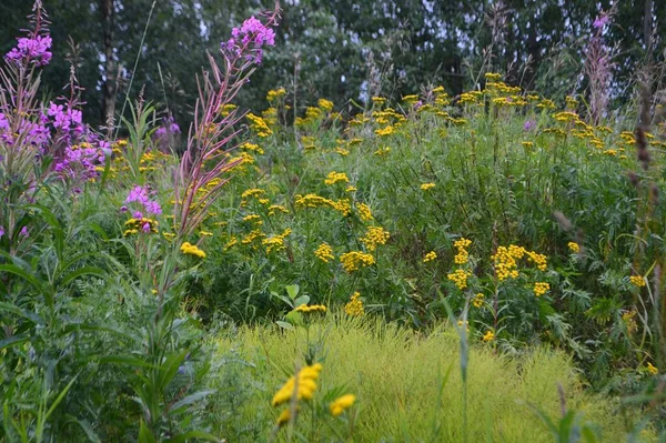 Arka planda yeşil yapraklar