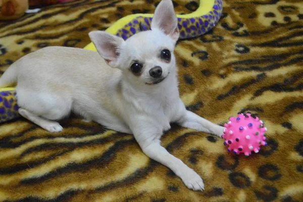 Küçük beyaz güzel köpek