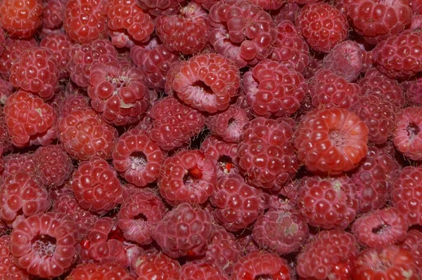 Fundo Vermelho Com Rapsberries — Fotografia de Stock
