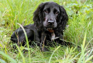 Yeşil çimenlerin arasında oturan sevimli siyah Cocker Spaniel köpek