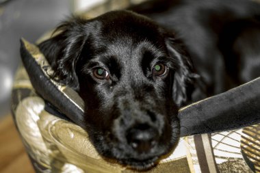 Sevimli siyah Cocker Spaniel köpek onun sedyeye yalan söylüyor