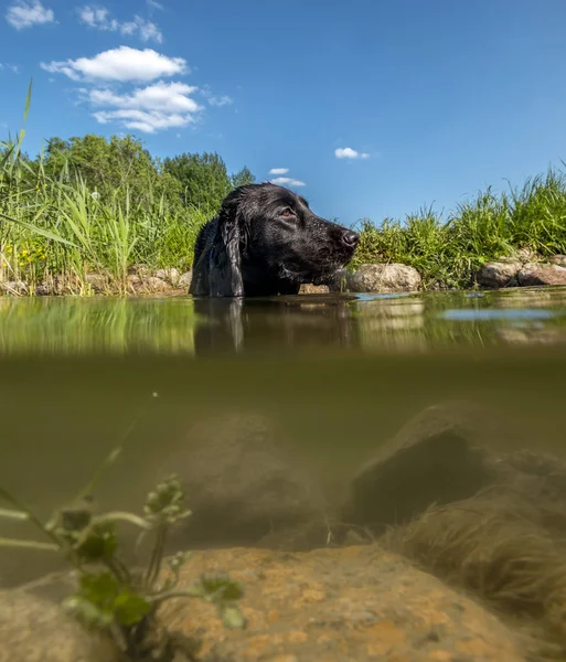 Черный Кокер Мбаппе на озере в летний день — стоковое фото