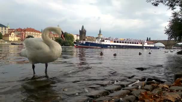 Prague Czech Republic 2019年8月29日プラハのカレル橋の背景にあるヴルタヴァ川の堤防の上の白鳥 — ストック動画