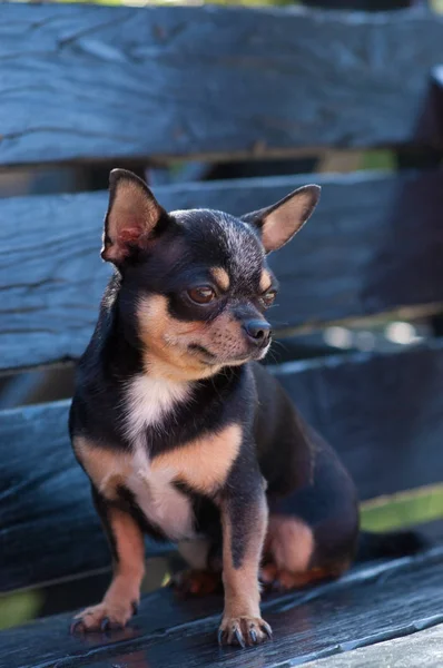 Pretty Brown pies chihuahua stoi i stoi w aparacie — Zdjęcie stockowe