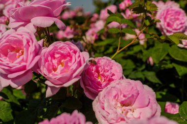 Arkaplanda yağmur damlaları olan pembe gül çiçekleri..