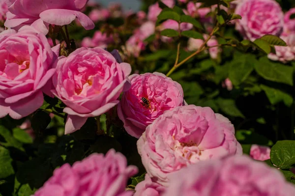 Pink Rose bloem met regendruppels op de achtergrond roze rozen bloemen. — Stockfoto