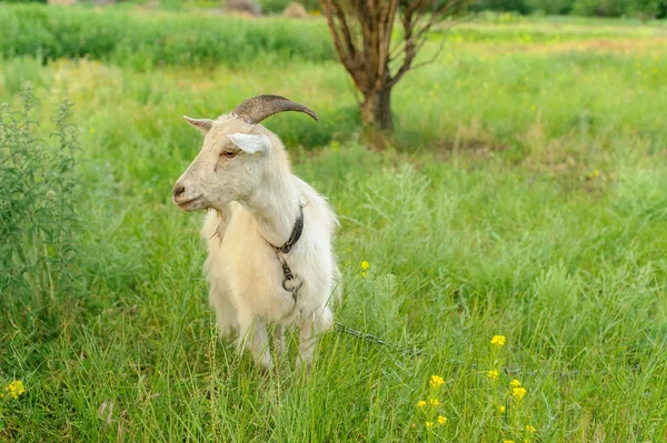 Goats grazing on fresh grass, low wide angle photo — Stock Photo, Image