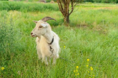 Taze otlakta otlayan keçiler, düşük geniş açılı fotoğraf