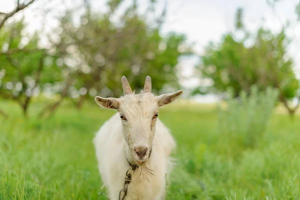 Goats grazing on fresh grass, low wide angle photo — Stock Photo, Image