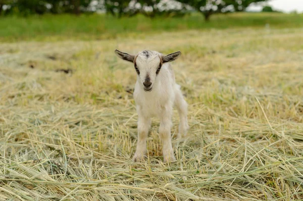 Goats grazing on fresh grass, low wide angle photo — Stock Photo, Image