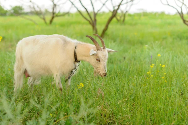 Goats grazing on fresh grass, low wide angle photo — Stock Photo, Image