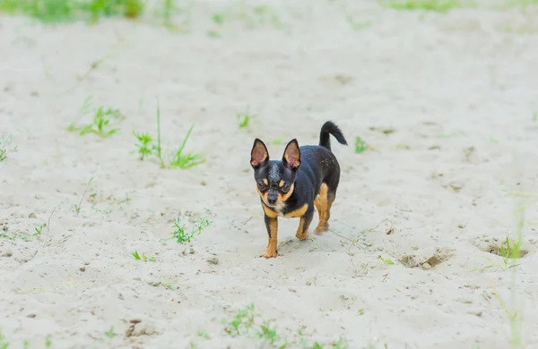 Komik chihuahua köpek bir plajda poz — Stok fotoğraf