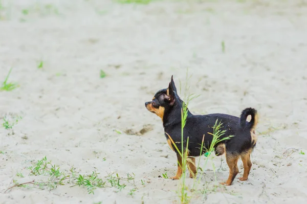 Perro chihuahua divertido posando en una playa — Foto de Stock