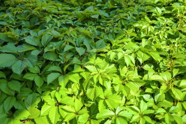Bulanık yeşil arka bahçede yeşil yaprak closeup doğa görünümü