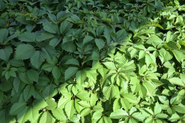 Bulanık yeşil arka bahçede yeşil yaprak closeup doğa görünümü