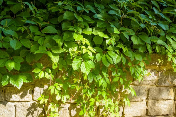 Closeup nature view of green leaf on blurred greenery background in garden — Stock Photo, Image