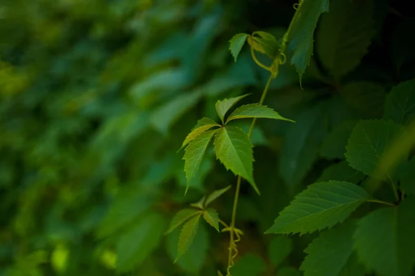 Closeup nature view of green leaf on blurred greenery background in garden — Stock Photo, Image