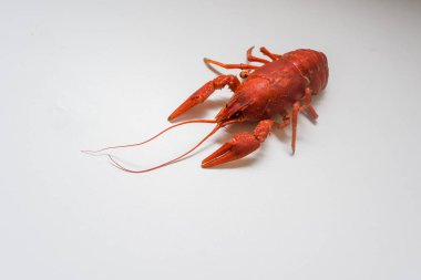 Bir tabak dereotu üzerinde bir sürü haşlanmış kırmızı kerevit. Yakından kapatın. Makro modu. Lezzetli deniz ürünleri gıda. .