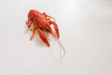 Bir tabak dereotu üzerinde bir sürü haşlanmış kırmızı kerevit. Yakından kapatın. Makro modu. Lezzetli deniz ürünleri gıda. .