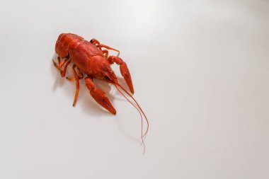 Bir tabak dereotu üzerinde bir sürü haşlanmış kırmızı kerevit. Yakından kapatın. Makro modu. Lezzetli deniz ürünleri gıda. .