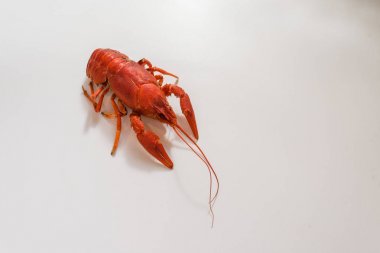 Bir tabak dereotu üzerinde bir sürü haşlanmış kırmızı kerevit. Yakından kapatın. Makro modu. Lezzetli deniz ürünleri gıda. .