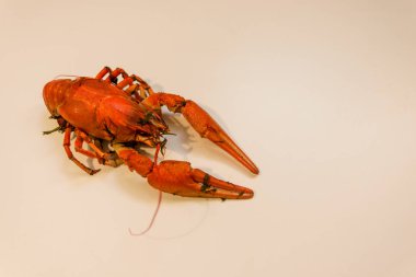 Bir tabak dereotu üzerinde bir sürü haşlanmış kırmızı kerevit. Yakından kapatın. Makro modu. Lezzetli deniz ürünleri gıda. .