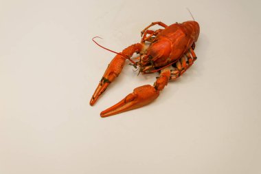 Bir tabak dereotu üzerinde bir sürü haşlanmış kırmızı kerevit. Yakından kapatın. Makro modu. Lezzetli deniz ürünleri gıda. .