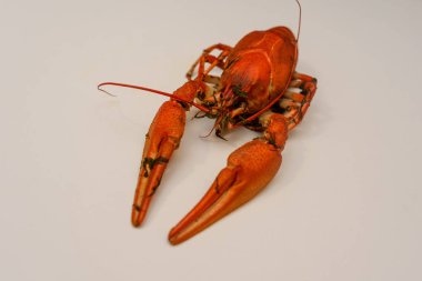 Bir tabak dereotu üzerinde bir sürü haşlanmış kırmızı kerevit. Yakından kapatın. Makro modu. Lezzetli deniz ürünleri gıda. .