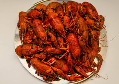 Bir tabak dereotu üzerinde bir sürü haşlanmış kırmızı kerevit. Yakından kapatın. Makro modu. Lezzetli deniz ürünleri gıda. .