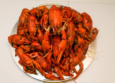 Bir tabak dereotu üzerinde bir sürü haşlanmış kırmızı kerevit. Yakından kapatın. Makro modu. Lezzetli deniz ürünleri gıda. .