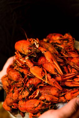 Bir tabak dereotu üzerinde bir sürü haşlanmış kırmızı kerevit. Yakından kapatın. Makro modu. Lezzetli deniz ürünleri gıda. .