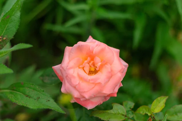 Makro Fotografia natura roślina Kwiat Róża. Tło tekstura kwitnący kwiat różowy koralowy Róża. — Zdjęcie stockowe