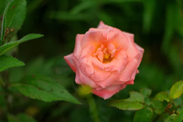 Makro Fotografia natura roślina Kwiat Róża. Tło tekstura kwitnący kwiat różowy koralowy Róża. — Zdjęcie stockowe